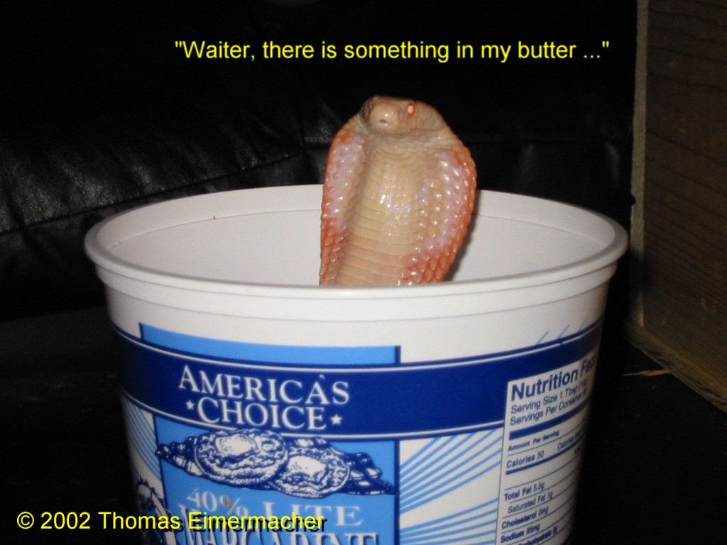 butter cobra.jpg [145 Kb]